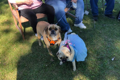 Jean Family Pups